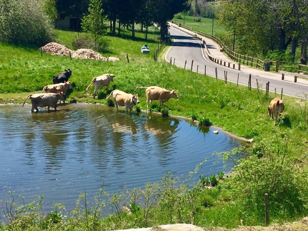 Hotel Monte Baldo เบรนโซเน ซูล การ์ดา ภายนอก รูปภาพ